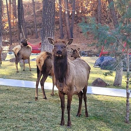 Sierra Blanca Cabins Hotel Ruidoso Kültér fotó